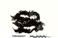 藏品(日本簑苔)的圖片